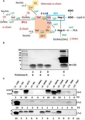 Neisseria gonorrhoeae lipooligosaccharide glycan epitopes recognized by bactericidal IgG antibodies elicited by the meningococcal group B-directed vaccine, MenB-4C